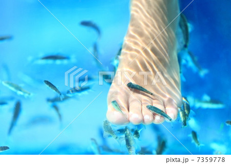 Fish spa Fish spa 7359778