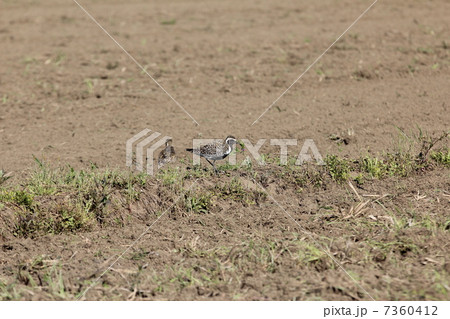 ムナグロ 7360412