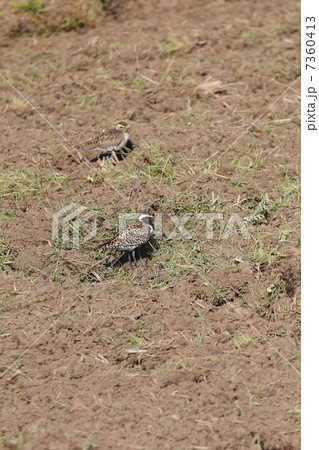 ムナグロ 7360413