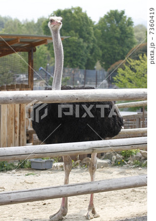 ダチョウ 7360419