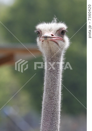 ダチョウ 7360420