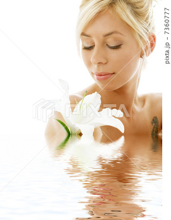 lily blond in water lily blond in water 7360777