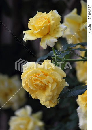 バラ バラ 7364243