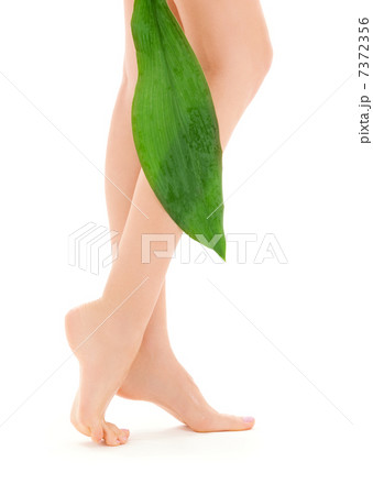 female legs with green leaf female legs with green leaf 7372356