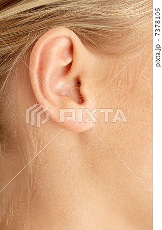 ear of blond ear of blond 7378106