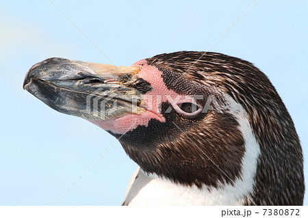 ペンギン０２ 7380872