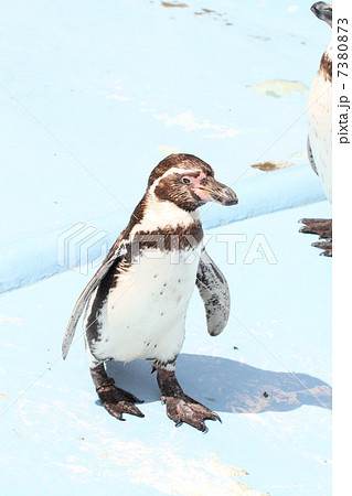 ペンギン03 ペンギン03 7380873