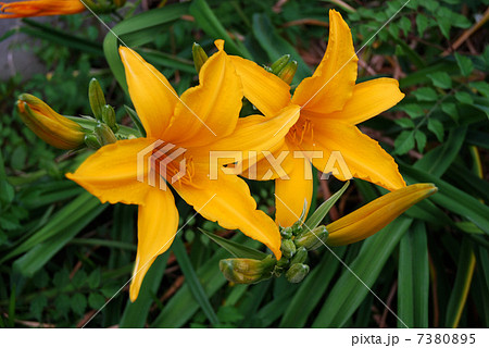 オレンジ色が美しい トウカンゾウ(唐萱草)の花 オレンジ色が美しい トウカンゾウ(唐萱草)の花 7380895