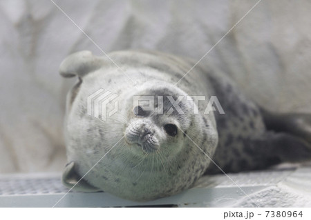 ワモンアザラシ ワモンアザラシ 7380964