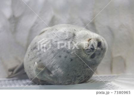 ワモンアザラシ ワモンアザラシ 7380965