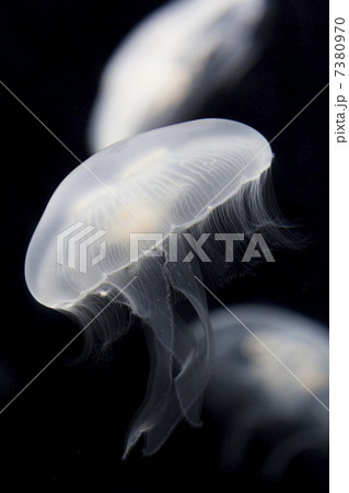 ミズクラゲ 7380970