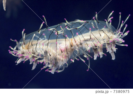 ハナガサクラゲ ハナガサクラゲ 7380975