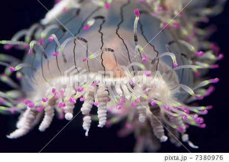 ハナガサクラゲ ハナガサクラゲ 7380976