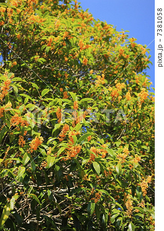 秋に香る花 金木犀の写真素材