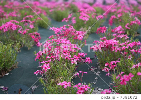 芝桜 芝桜 7381072