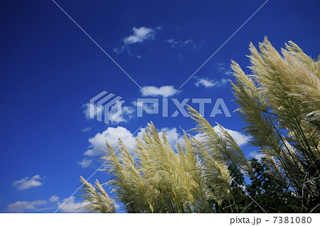 パンパスグラスと青空 パンパスグラスと青空 7381080