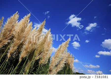 パンパスグラスと青空 7381081
