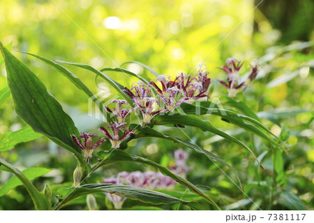 秋に咲く花　ホトトギスの花 7381117