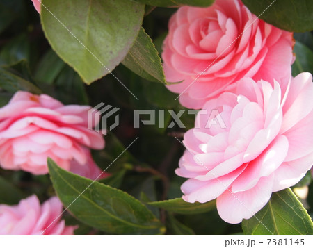 ピンク色の花 ピンク色の花 7381145