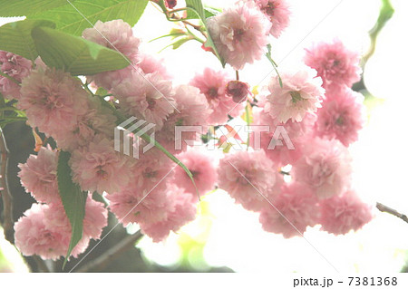 ピンクの八重桜 ピンクの八重桜 7381368