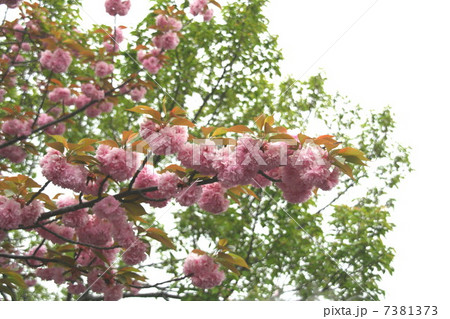 ピンクの八重桜 ピンクの八重桜 7381373
