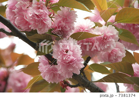 ピンクの八重桜 ピンクの八重桜 7381374