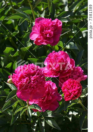 満開の芍薬 7381389