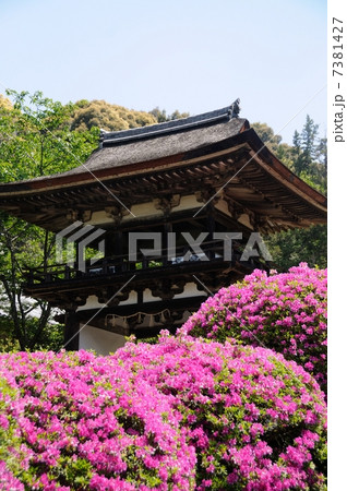 長岳寺鐘楼門 平戸ツツジ 長岳寺鐘楼門 平戸ツツジ 7381427