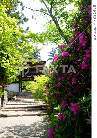 長岳寺鐘楼門 平戸ツツジ 長岳寺鐘楼門 平戸ツツジ 7381429