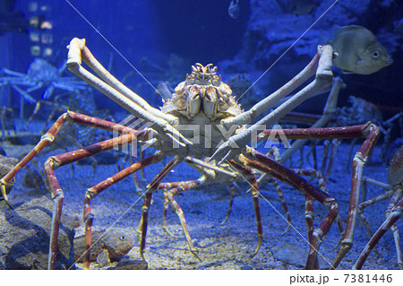 タカアシガニの写真素材