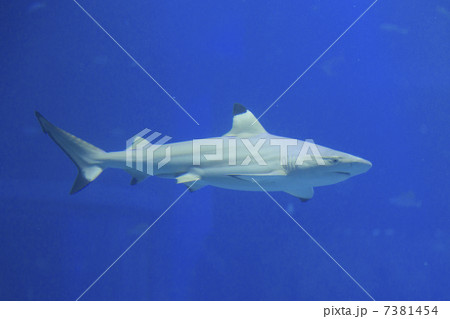 ツマグロ 7381454