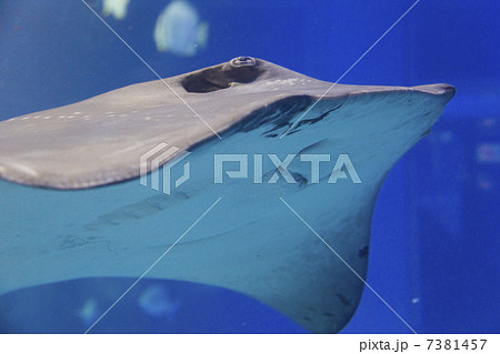 ホシエイの顔 ホシエイの顔 7381457