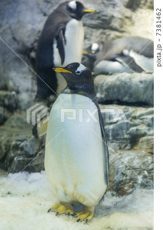ジェンツーペンギン 7381462