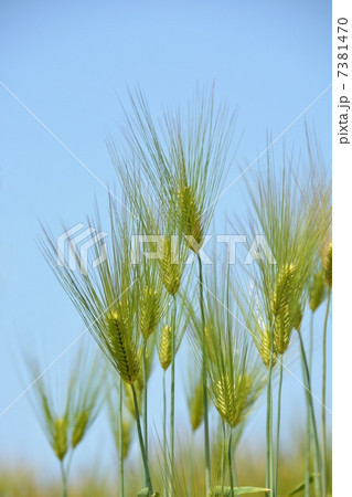 麦畑 7381470