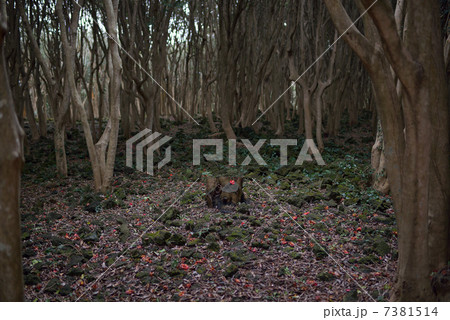 椿の群生林 椿の群生林 7381514