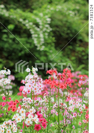 九十九谷森林公園 九十九谷森林公園 7381524