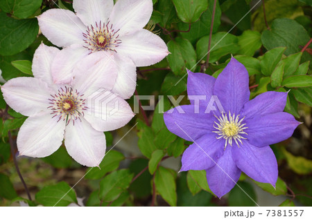 クレマチス 7381557