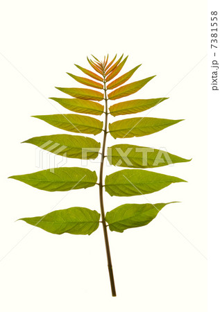 カラスザンショウの新芽 7381558