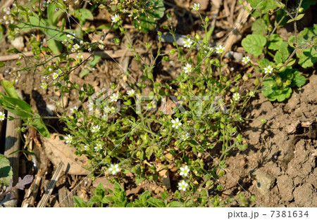 植物・ノミノツヅリ ナデシコ科 植物・ノミノツヅリ ナデシコ科 7381634