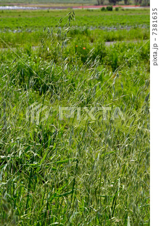 植物・カラスムギ イネ科 植物・カラスムギ イネ科 7381635