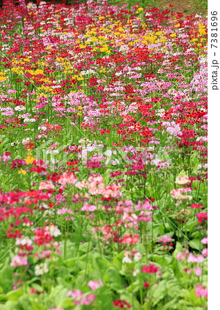 九十九谷森林公園の九輪草 7381696