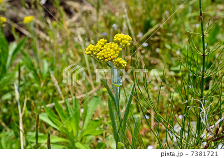 植物・ハハコグサ　キク科 7381721