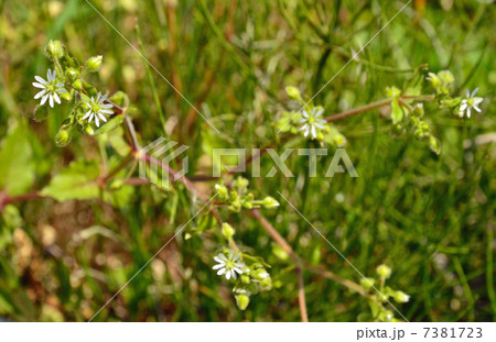 植物・ウシハコベ ナデシコ科 植物・ウシハコベ ナデシコ科 7381723