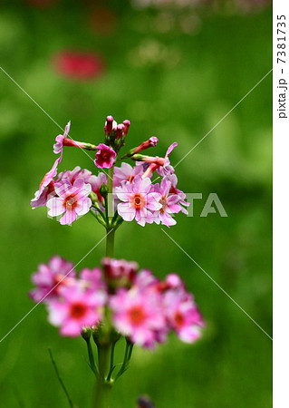 九十九谷森林公園の九輪草 九十九谷森林公園の九輪草 7381735