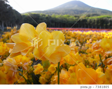 八丈富士とフリージア 八丈富士とフリージア 7381805