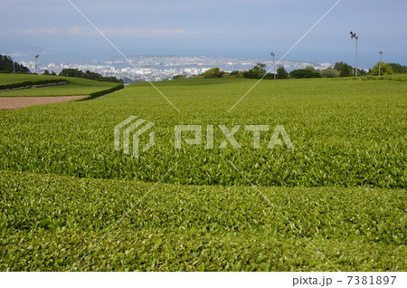 お茶畑　日本平 7381897