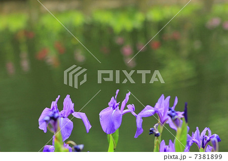 九十九谷森林公園の杜若 九十九谷森林公園の杜若 7381899