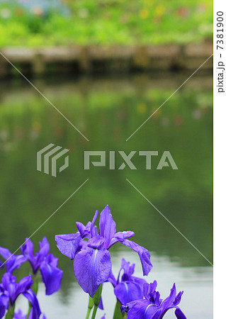 九十九谷森林公園の杜若 九十九谷森林公園の杜若 7381900