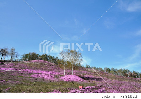芝桜 7381923