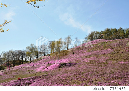 芝桜 芝桜 7381925